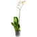 Белая орхидея Фаленопсис в горшке. Маврикий